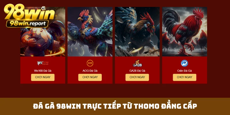 Đá gà 98WIN trực tiếp từ Thomo đẳng cấp