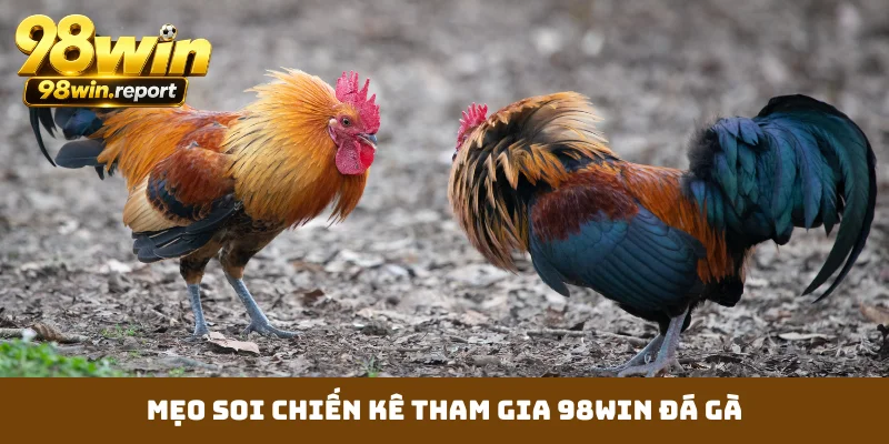 Mẹo soi chiến kê tham gia 98WIN đá gà