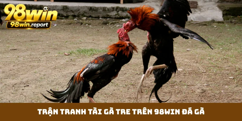 Trận tranh tài gà tre trên 98WIN đá gà